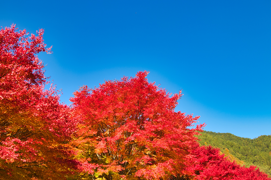 山が紅葉で鮮やかに色づきました！